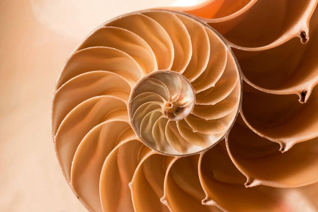 Close up shot of a shell