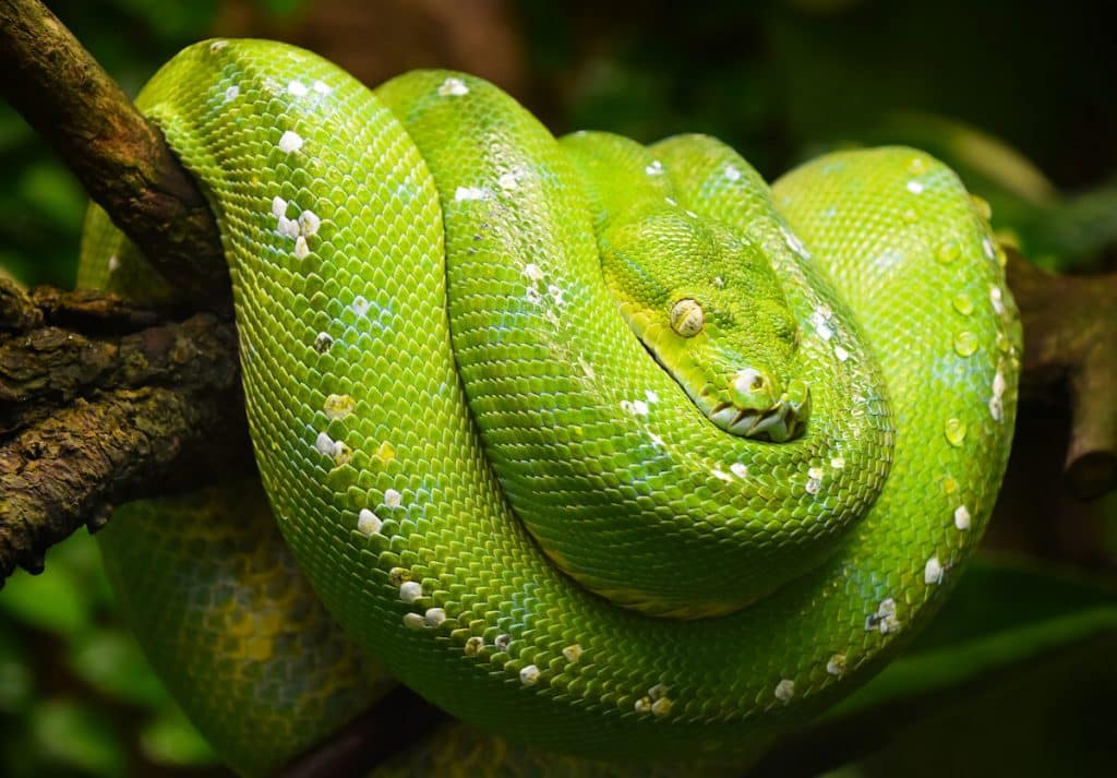 Python finance: green python